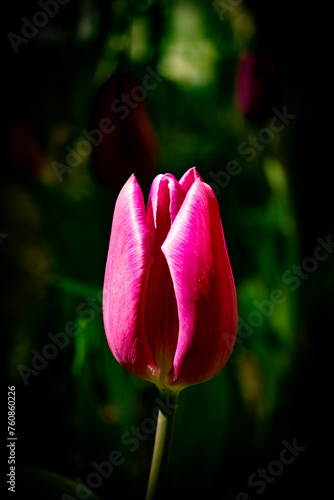 pinke Tulpe - Close up