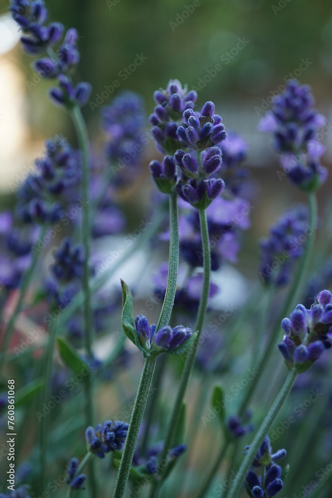 Fototapeta premium Lavendel