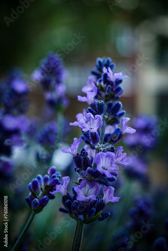Lavendelblüte - Close up