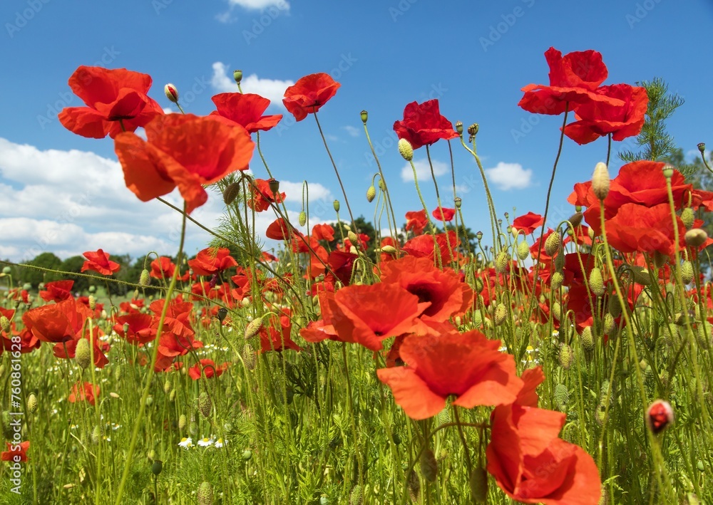Obraz premium field of red poppies or Common poppy