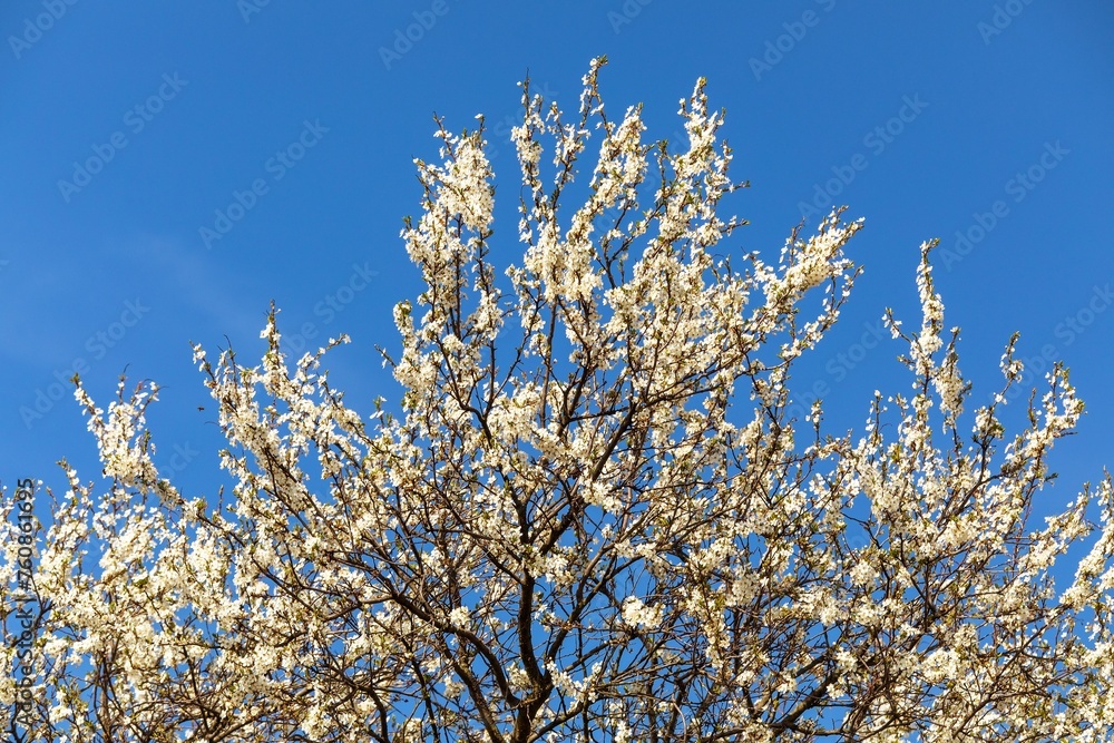 white flowering blackthorn bush or tree on blue sky