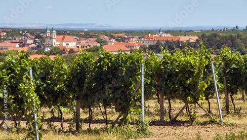Valtice town and vineyard, Lednice and Valtice area photo