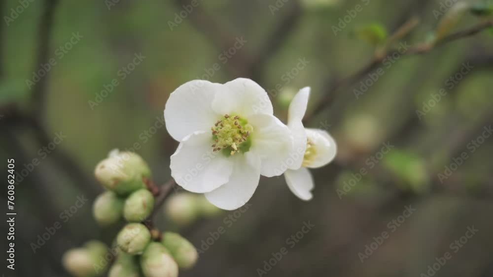 White flowers blossom on a fruit tree close up. Macro. Nature. White flowers blossom on a fruit tree close up. Macro. Nature.
