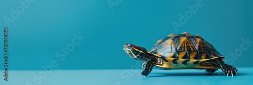 Turtle walking on a solid blue background - An isolated turtle walking on a smooth solid blue background depicting calm and patience photo