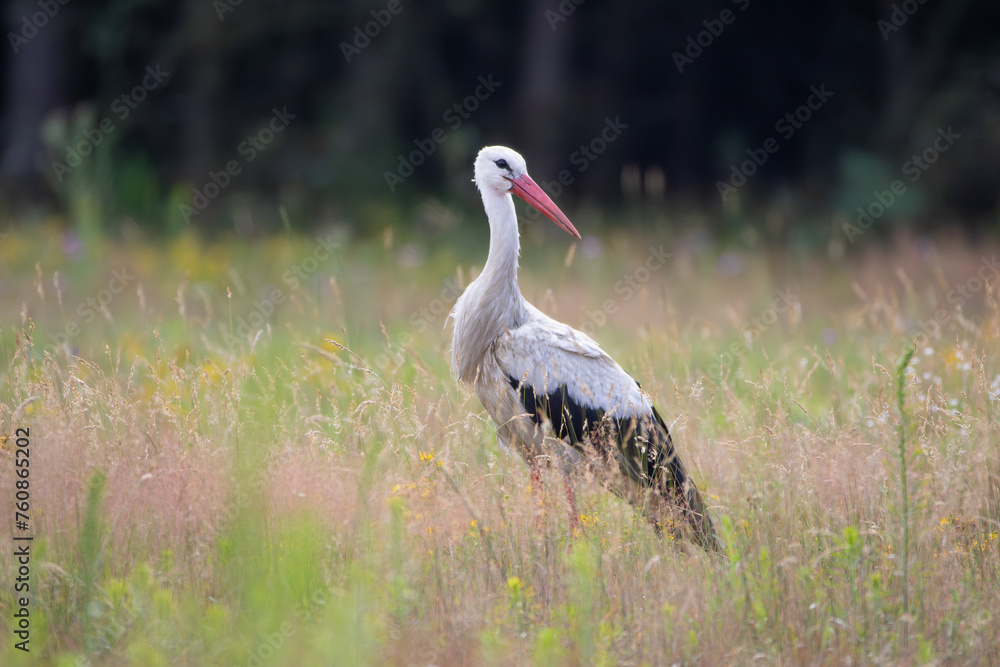 White stork on a flower meadow against the background of the forest