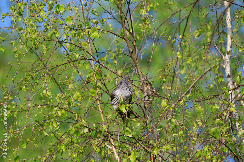 A male cuckoo on a birch tree attacked by small birds A male cuckoo on a birch tree attacked by small birds