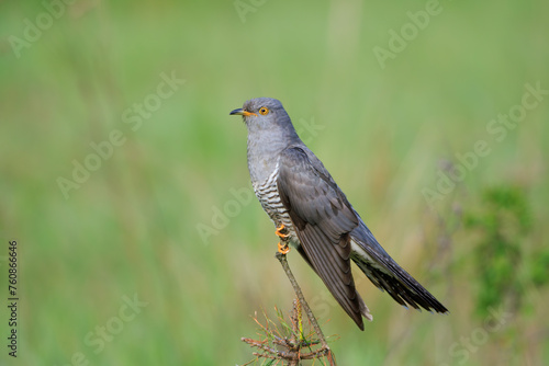 A male cuckoo on a stick on a beautiful green background photo