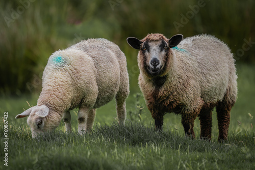 Divergent Awareness: A Tale of Two Sheep