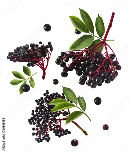 Fresh ripe elderberry with green leaves falling in the air isolated on white background. Food levitating or zero gravity conception. photo