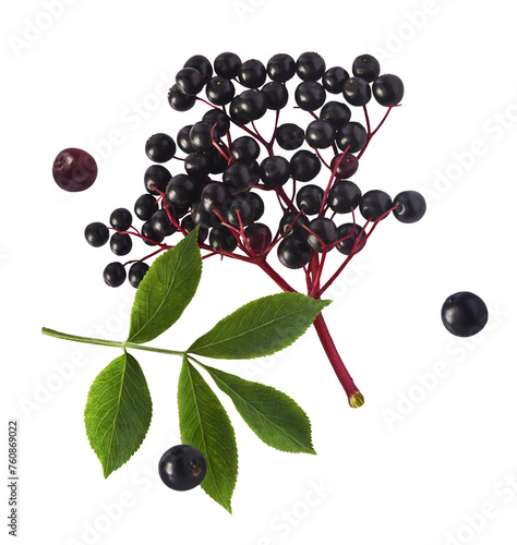 Fresh ripe elderberry with green leaves falling in the air isolated on white background. Food levitating or zero gravity conception.