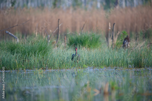 Black stork among the grass in the swamp