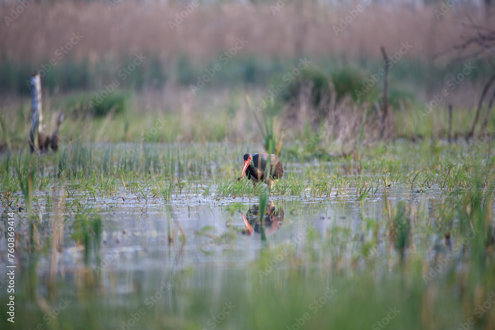 A black stork with a caught frog in the swamp