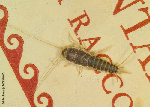 Silverfish insect, Lepisma saccharina sitting on a book cover. Sardinia, Italy photo