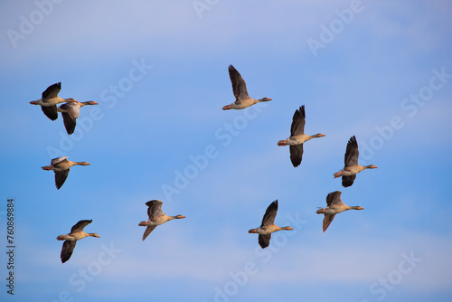A cluster of flying geese against the sky