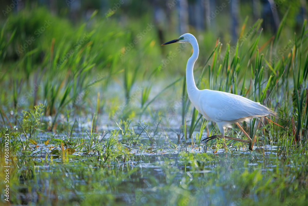 Obraz premium A white heron walking among the plants in the swamp