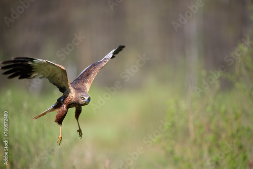 A marsh harrier flying against the background of a spring meadow © Jarosław Kochnio