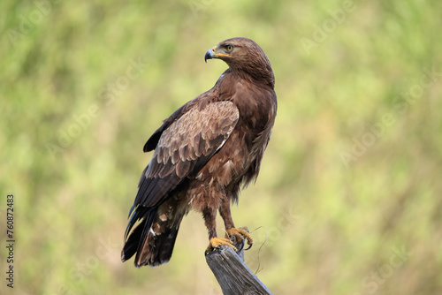 Lesser spotted eagle sitting on a stump