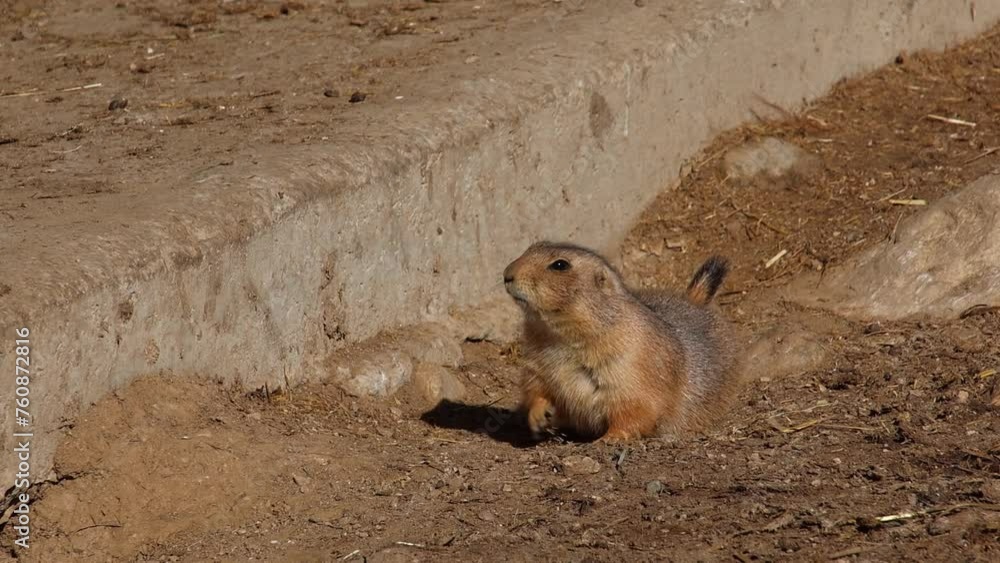 short clip of a black-tailed prairie dog - Cynomys ludovicianus short clip of a black-tailed prairie dog - Cynomys ludovicianus