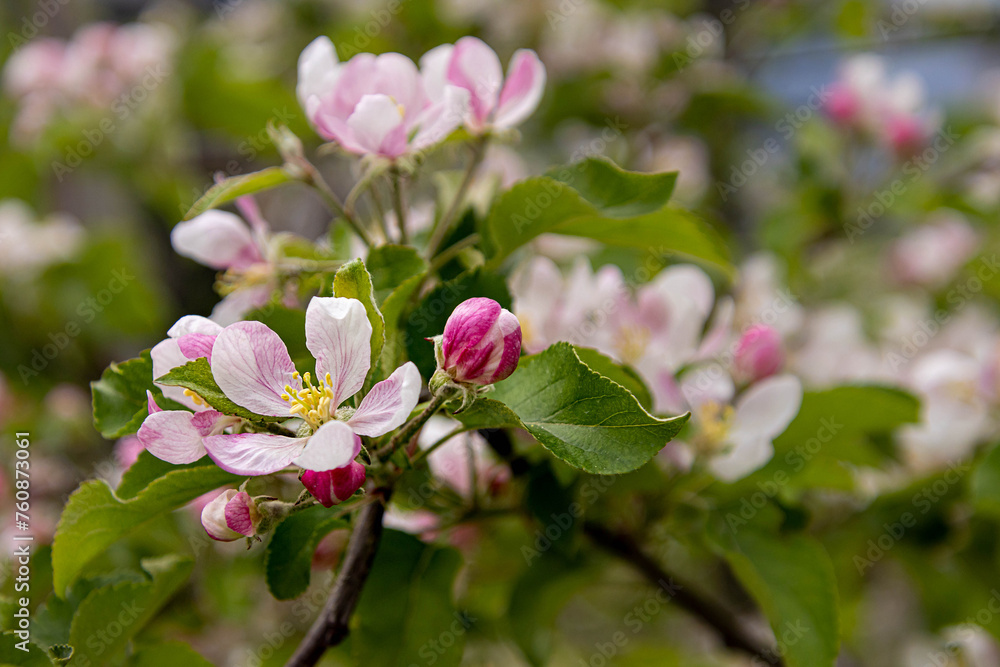 soft blurred portrait of blooming apple tree in spring in South Tyrol Italy soft blurred portrait of blooming apple tree in spring in South Tyrol Italy