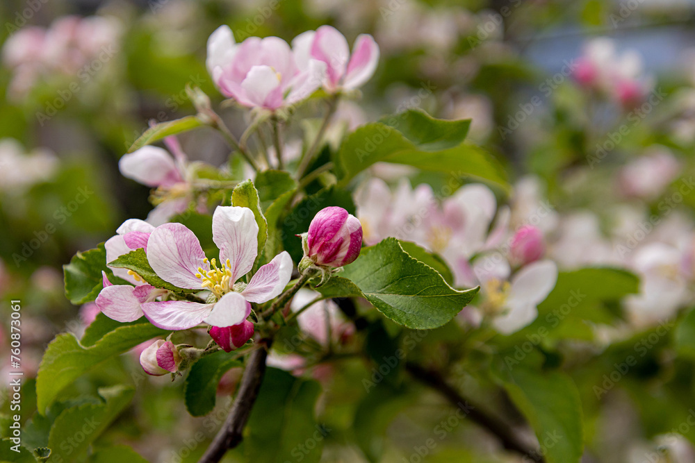 soft blurred portrait of blooming apple tree in spring in South Tyrol Italy