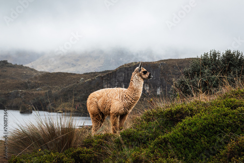 Mountain brown alpaca in ecuadorian countryside
