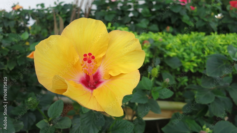 Closeup of a Yellow and Red hibiscus flower in bloom Closeup of a Yellow and Red hibiscus flower in bloom