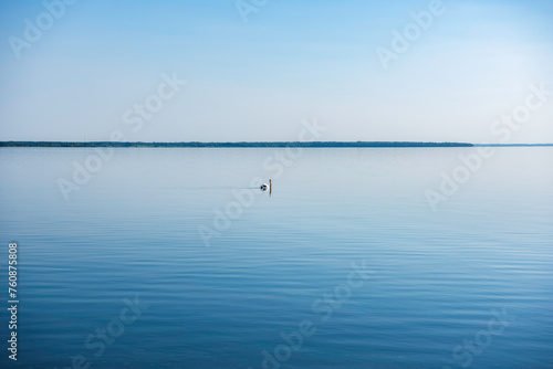 swans on the lake