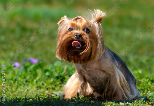 Yorkshire terrier on green grass