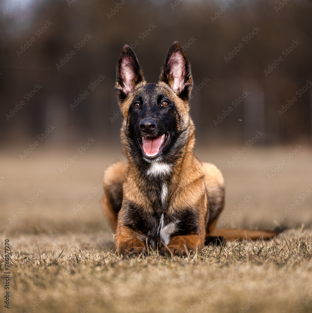 Belgium Malinois dog on grass