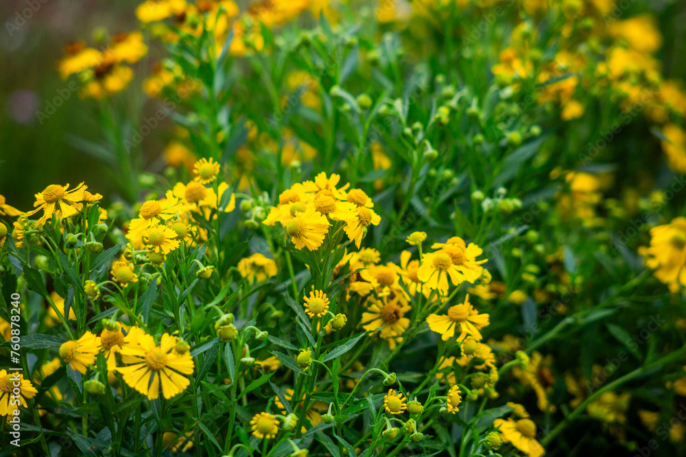 Flores Flores
