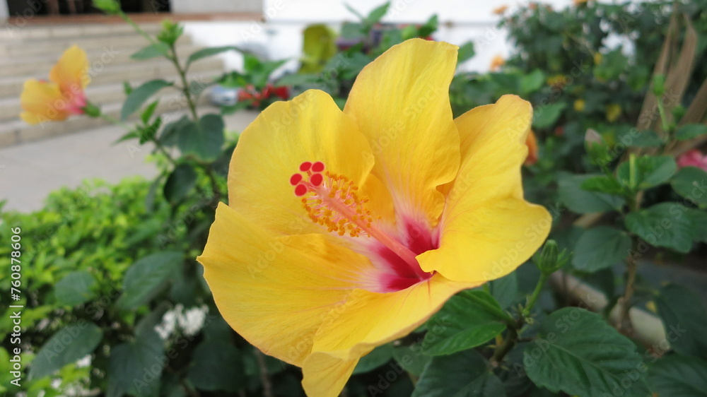 Closeup of a yellow hibiscus flower in bloom Closeup of a yellow hibiscus flower in bloom