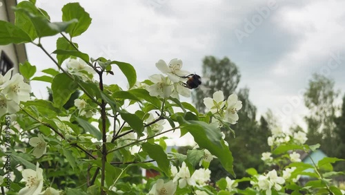 Close up of bumblebee picking nectar from jasmine blossoms
