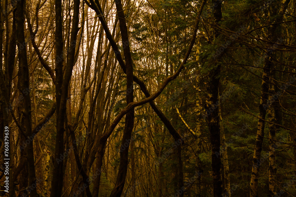 Obraz premium croce di rami