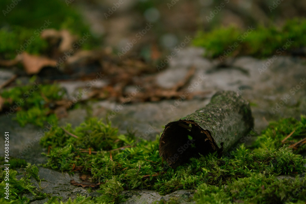 Obraz premium pezzo di corteccia 