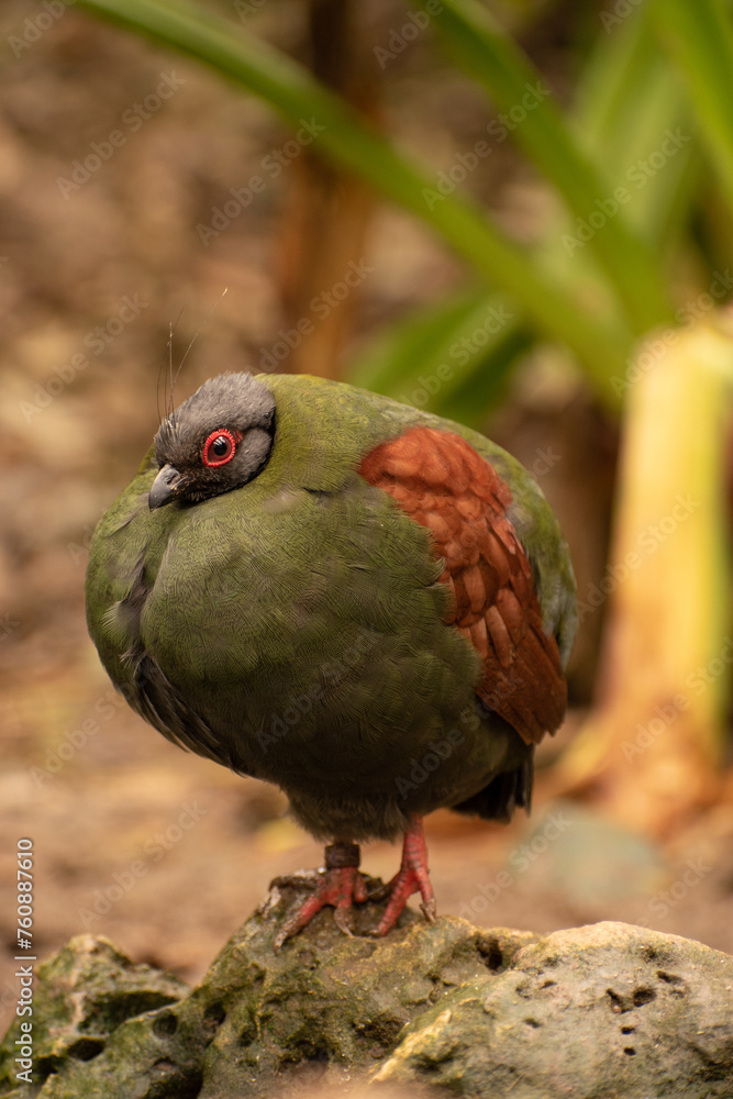 Fototapeta premium Image of the crested partridge (Rollulus rouloul) also known as the cream wood partridge, roul-roul.