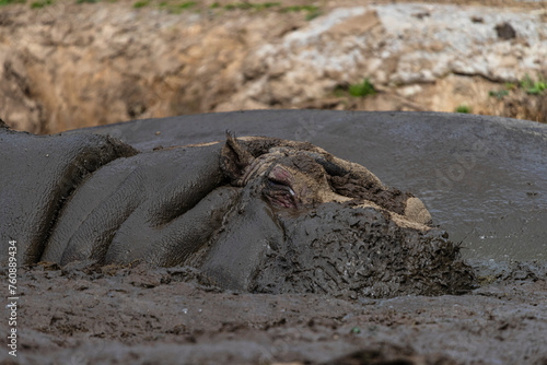 fotografia de un hipopotamo  metido en el barro photo