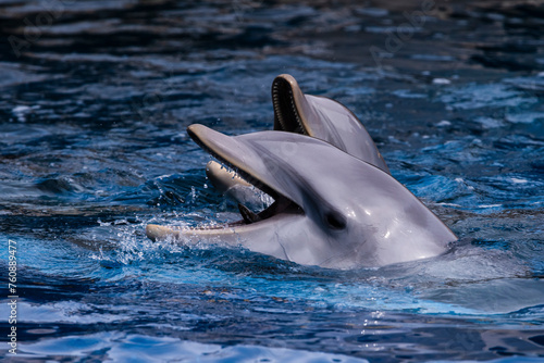 fotografias de delfines en el agua photo
