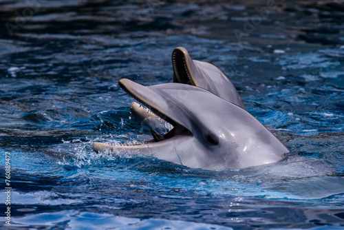 fotografias de delfines en el agua