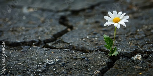 Blooming Through Concrete: A Symbol of Perseverance and Resilience. Concept Flower Photography, Urban Environment, Strength and Resilience, Nature in the City, Symbolism © Ян Заболотний
