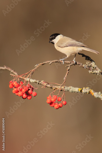 Carbonero palustre - Poecile palustris - marsh tit