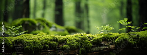 Vibrant Green Moss on Tree Trunk in Forest