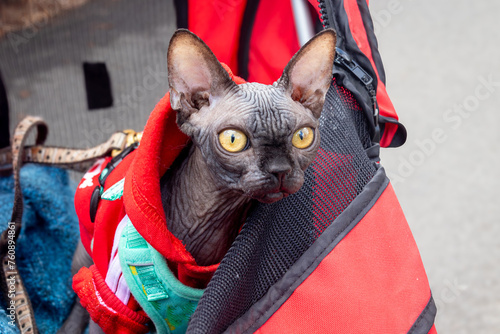 Sphynx hairless cat wearing sweater in a cart outdoor photo