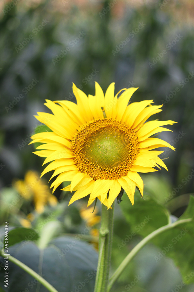 The image focuses on a yellow sunflower highlighted The image focuses on a yellow sunflower highlighted