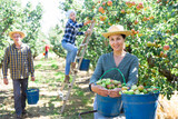 Young adult female seasonal farm worker harvesting fruits in orchard, posing near buckets with picked pears