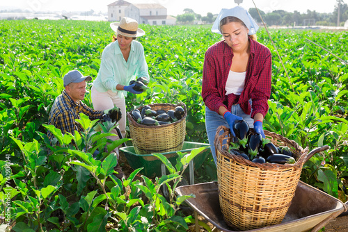 Portrait of multiracial team of farmers gathering crop of ripe organic purple eggplants on farm field during summer harvest.