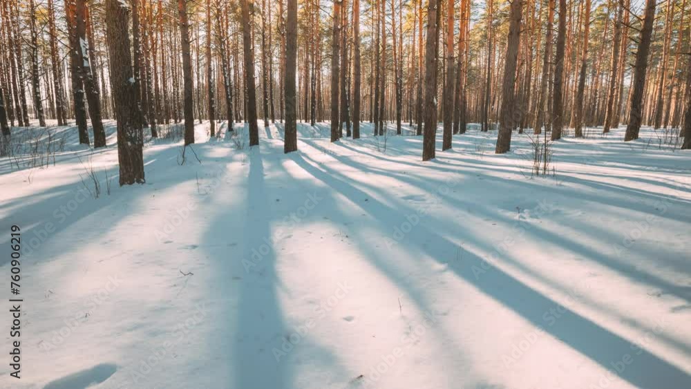Vidéo Stock 4K Beautiful Blue Shadows From Pines Trees In Motion On ...