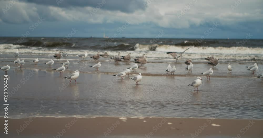 Seascape in cloudy weather with a flock of seagulls standing on a sandy beach on a stormy day on the Baltic coast in Gdansk, Poland. Seascape in cloudy weather with a flock of seagulls standing on a sandy beach on a stormy day on the Baltic coast in Gdansk, Poland.