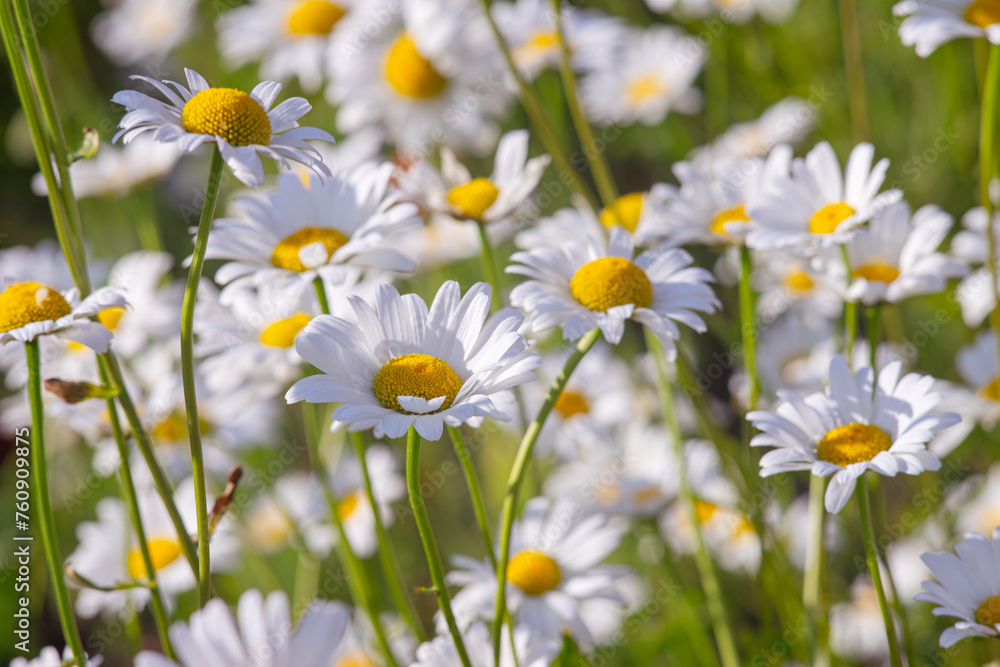 Fototapeta premium Wild chamomile flowers growing on meadow, lawn, white camomiles, daisy on green grass background. Oxeye daisy, Leucanthemum vulgare, Daisies, Common daisy, Dog daisy, Gardening concept.