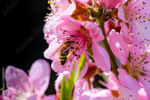 Bee collecting nectar from flowers of the blossoming peach tree in spring