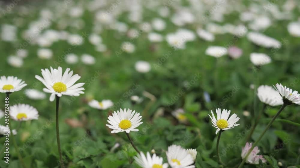 Daisies on the field. field daisies Flowers sway slightly in the wind. Daisies on the field. field daisies Flowers sway slightly in the wind.